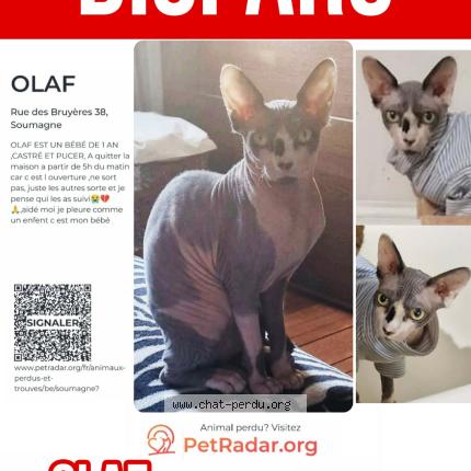 Photo 1/1 OLAF Chat lost in Ayeneux soumagne