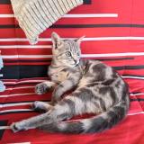 Picture of cat lost at Saint Etienne Lardeyrol