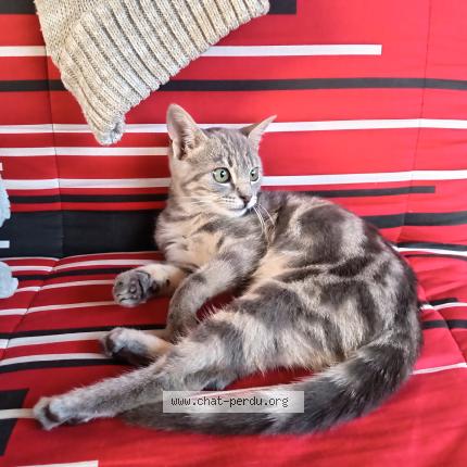 Photo 1/1 Fantine Chat lost in Saint etienne lardeyrol