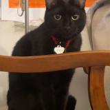 Picture of cat lost at Paris