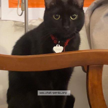 Photo 1/1 Cat reunited Lost in Paris