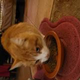 Picture of cat found at Saint Augustin