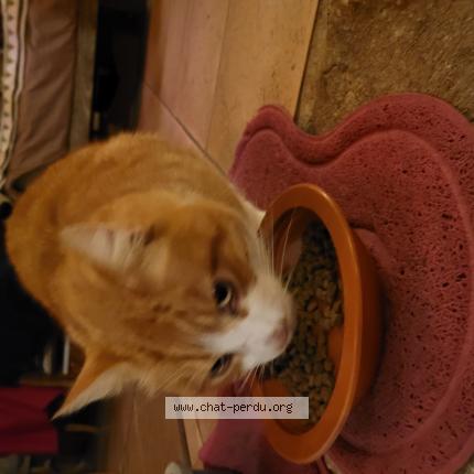 Photo 1/1 Found cat Found in Saint augustin