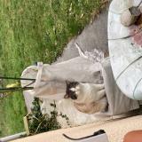 Picture of cat found at Bordes