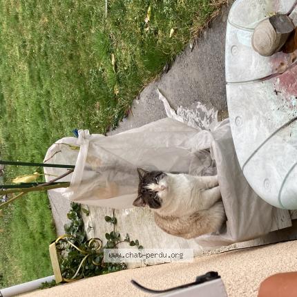 Photo 1/1 Found cat Found in Bordes