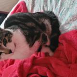 Picture of cat lost at Roubaix