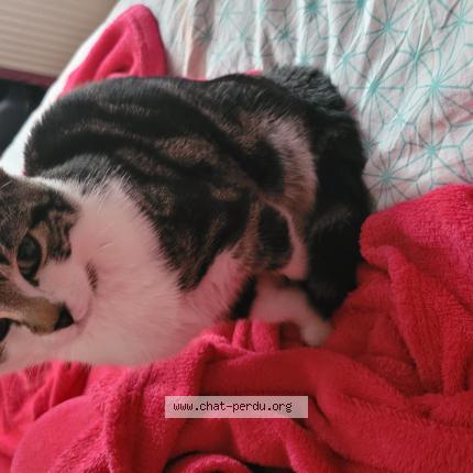 Photo 1/1 Nana - gabrielle Chat lost in Roubaix