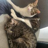 Picture of cat lost at Saint Girons