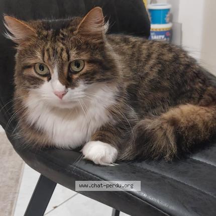 Photo 1/1 Isar Chat lost in Mulhouse