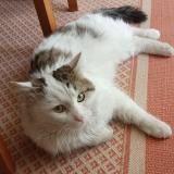 Picture of cat found at Sorgues