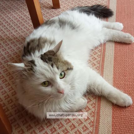 Photo 1/1 Found cat Found in Sorgues