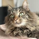 Picture of cat lost at Souille