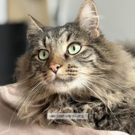 Photo 1/1 Tacos Chat lost in Souille