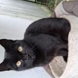 Picture of cat lost at Aunay Sous Bois