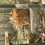 Picture of cat found at L Ile Saint Denis