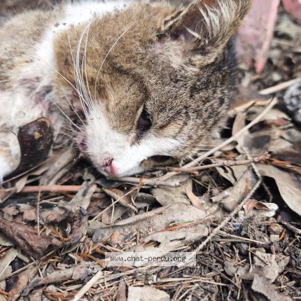 Photo 1/1 Found cat Found in La trinite