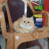 Picture of cat lost at Karimganj