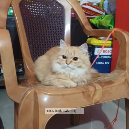 Photo 1/1 Lucky Chat lost in Karimganj