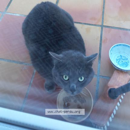 Photo 1/1 Found cat Found in Sartrouville