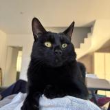 Picture of cat lost at Nimes