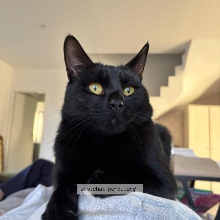 Photo 1/1 Nox Chat lost in Nimes