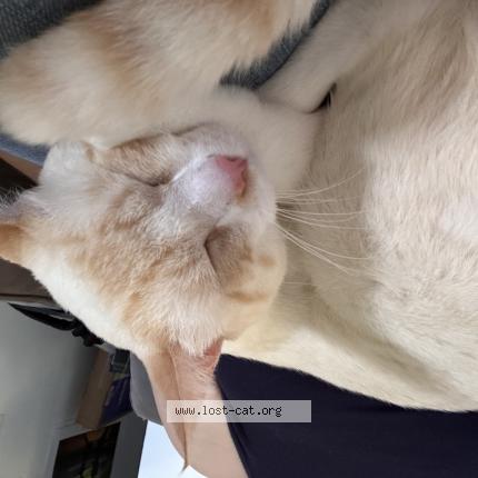 Photo 1/1 Loki Chat lost in West palm beach