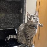 Picture of cat found at Grenoble