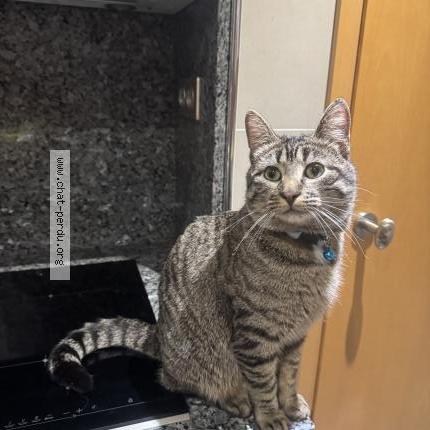 Photo 1/1 Found cat Found in Grenoble