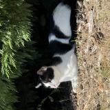 Picture of cat lost at Echalas