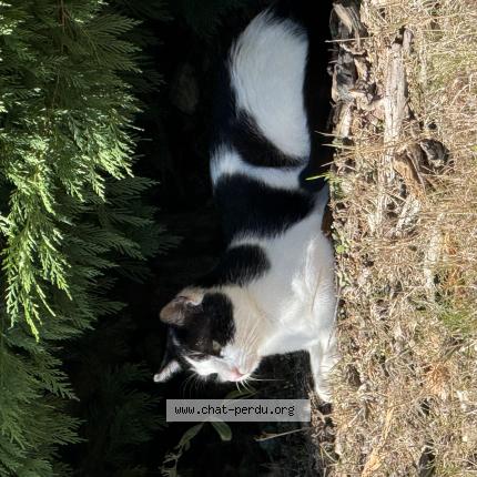 Photo 1/1 Montchat Chat lost in Echalas