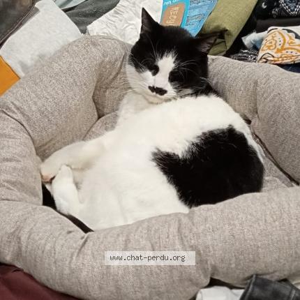 Photo 1/1 Prezi Chat lost in Sainte lucie sur loire