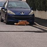 Picture of cat found at Le Soler