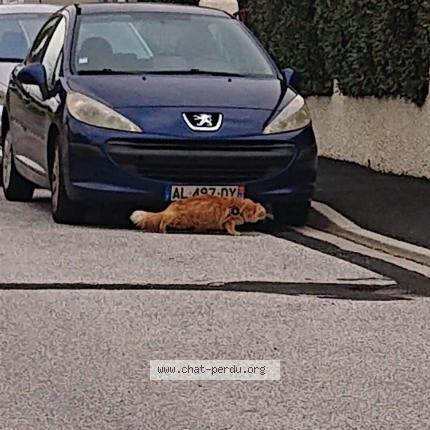 Photo 1/1 Found cat Found in Le soler