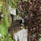 Picture of cat found at Pace