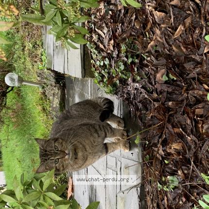 Photo 1/1 Found cat Found in Pace