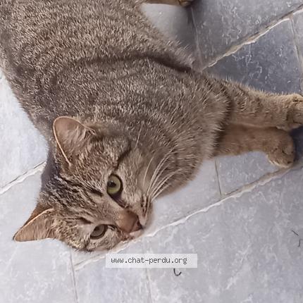 Photo 1/1 Found cat Found in Valenciennes