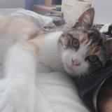 Picture of cat lost at Villemur Sur Tarn