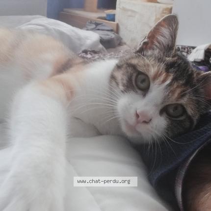 Photo 1/1 SAKURA Chat lost in Villemur sur tarn