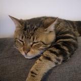 Picture of cat lost at Saint Martin Du Puy