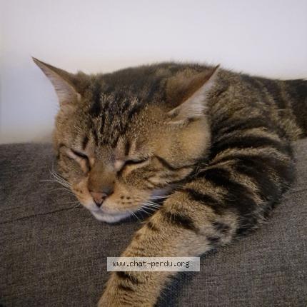 Photo 1/1 Onyx Chat lost in Saint martin du puy