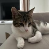 Picture of cat lost at Montegne