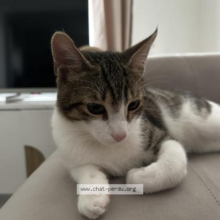 Foto 1/1 Kiki Kat vermist in Montegne