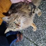 Picture of cat found at Holnon