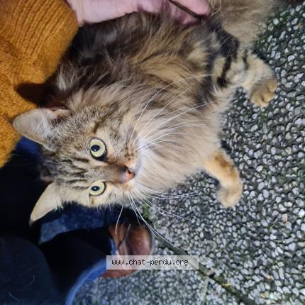 Photo 1/1 Found cat Found in Holnon