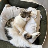 Picture of cat lost at Nimes