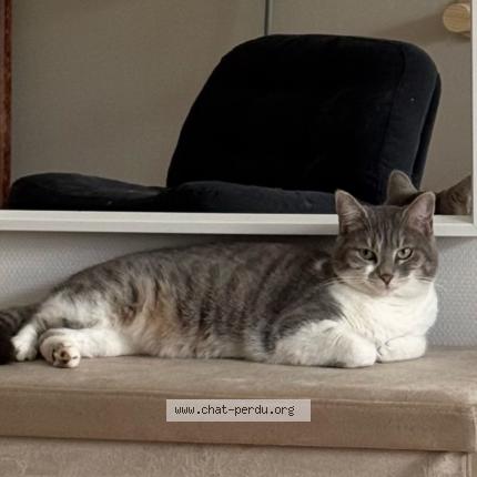 Photo 1/1 Rina Chat lost in Migne auxances