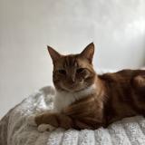 Picture of cat lost at Gasny