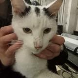 Picture of cat found at Drancy