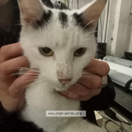 Photo 1/1 Found cat Found in Drancy