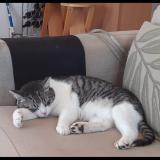 Picture of cat lost at Deols